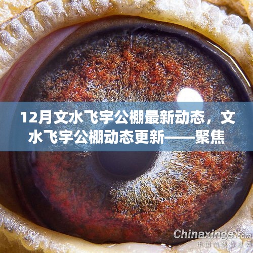 文水飞宇公棚十二月最新动态聚焦，最新进展与动态更新