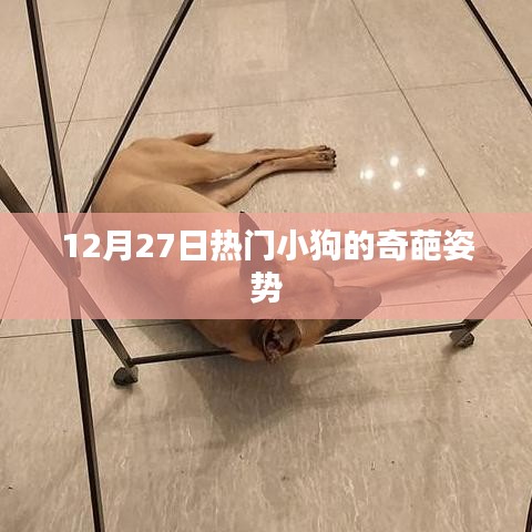 12月27日，小狗奇特姿势大赏