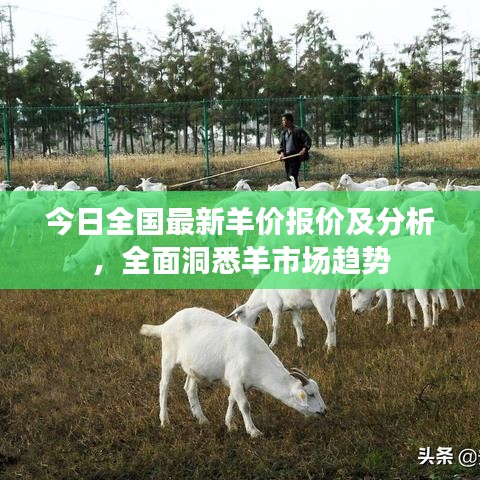 今日全国最新羊价报价及分析，全面洞悉羊市场趋势