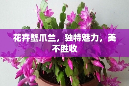 远山芙蓉 第3页