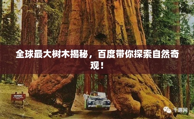 全球最大树木揭秘，百度带你探索自然奇观！