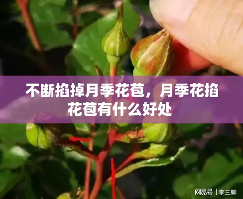 不断掐掉月季花苞，月季花掐花苞有什么好处 