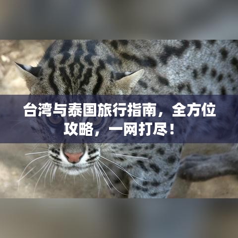 台湾与泰国旅行指南，全方位攻略，一网打尽！